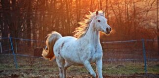 Why are Arabian horses so strong?